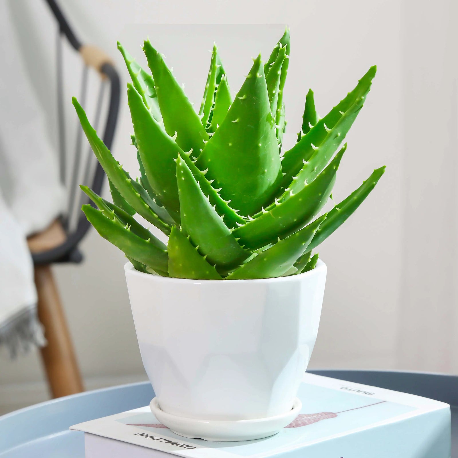 Laxatives-Tackling Medicine-Aloe Vera