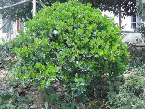 Heat-clearing and detoxifying medicine Sijiqing