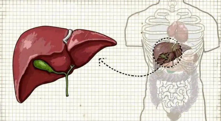 Liver B virus is more dangerous