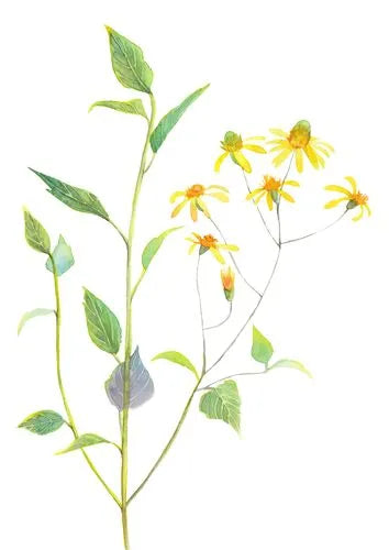 Senecio, heat-clearing and detoxifying medicine