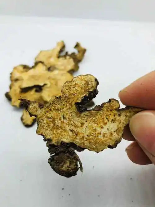 Dampness Removal Medicine - Atractylodes Rhizoma