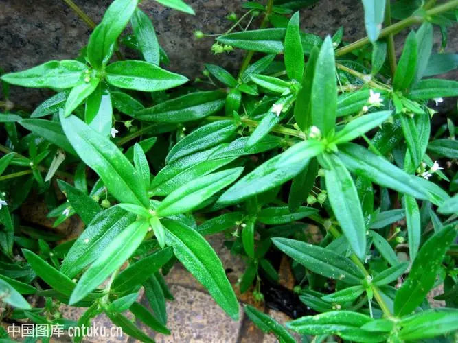 Heat-clearing and detoxifying medicine Hedyotis diffusa