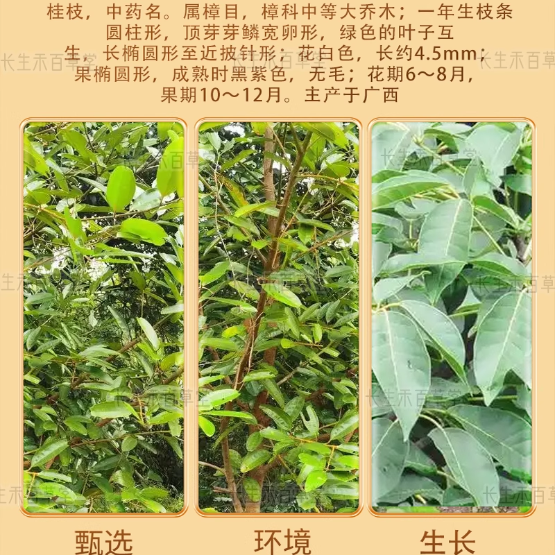 Gui zhi - Cinnamon twig