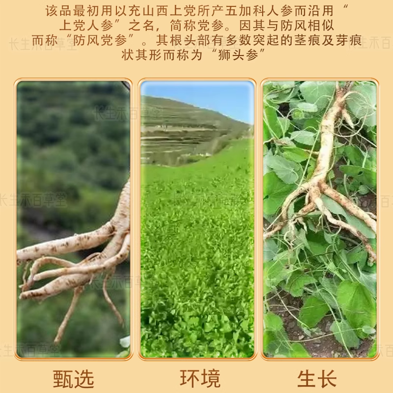 Dang shen - Codonopsis pilosula