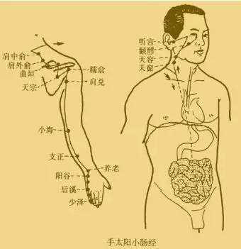 Small Intestine Meridian of Hand Taiyang