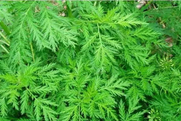 Heat-clearing medicine-Qinghao, a medicine for clearing deficiency and heat