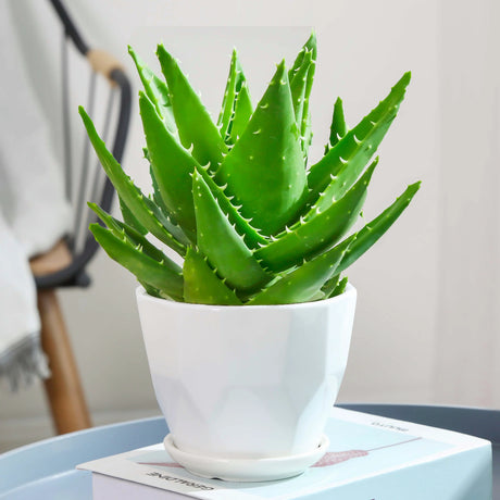 Laxatives-Tackling Medicine-Aloe Vera