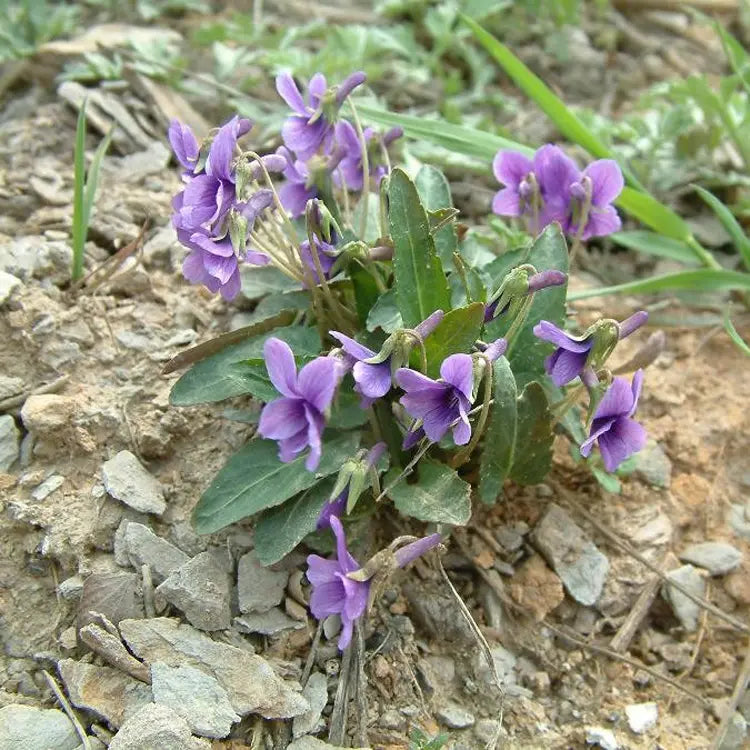 Heat-clearing medicine-comfrey of heat-clearing and cooling blood medicine