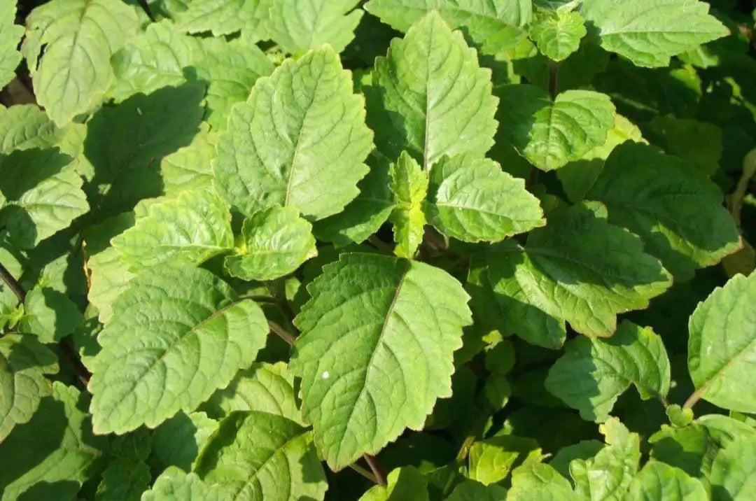 Humidity Removing Medicine - Patchouli