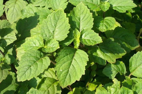 Humidity Removing Medicine - Patchouli