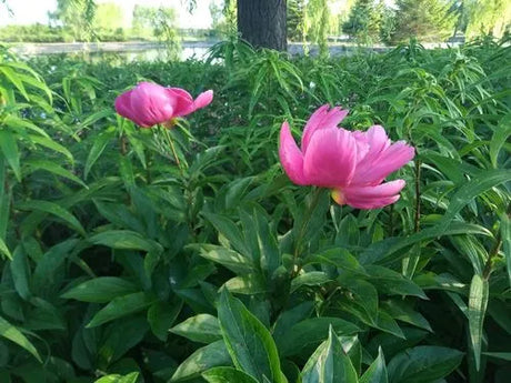 Heat-clearing medicine - Radix Paeoniae Rubra