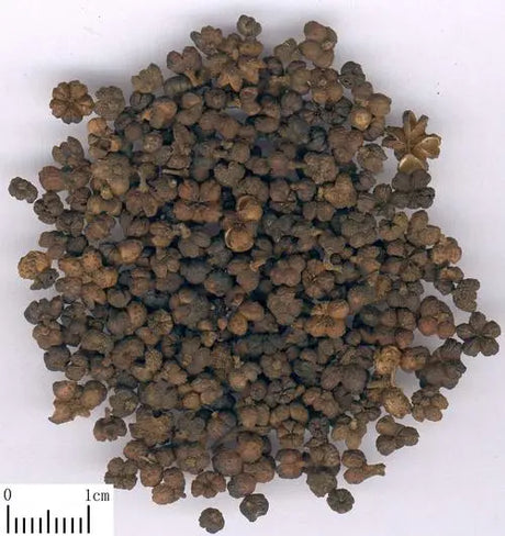Evodia evodia, a warming medicine | Chinese medicine knowledge