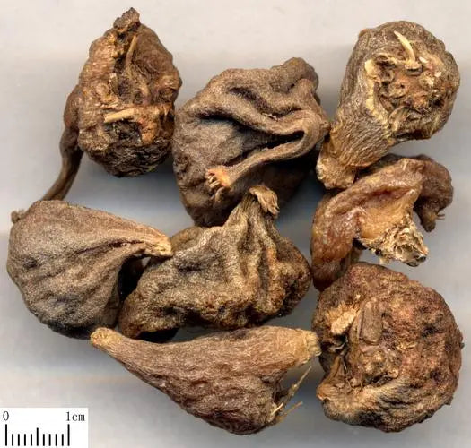 Heat-clearing medicine - Arrowhead Mushroom