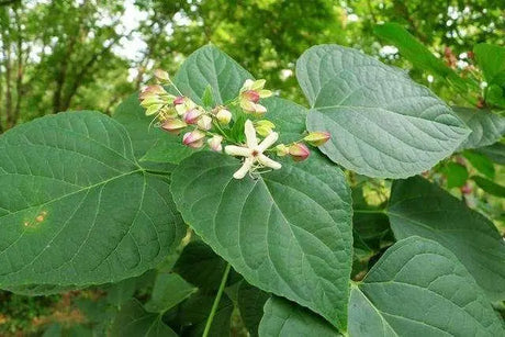 Rheumatism-dispelling medicine · Smelly Wutong