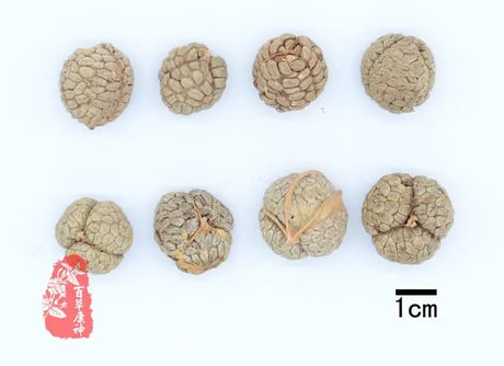 Cardamom, the herb for reducing dampness 