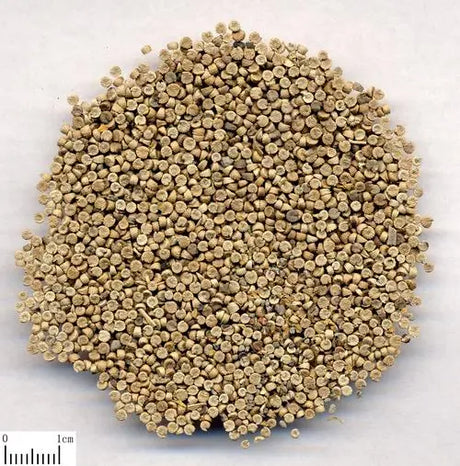 Diuretic and dampness-reducing medicine mallow seeds