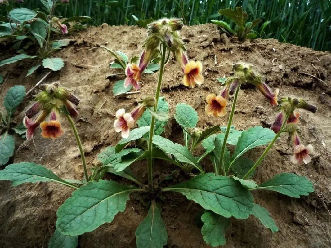 Radix Rehmanniae, Heat Clearing and Cooling Blood Medicine