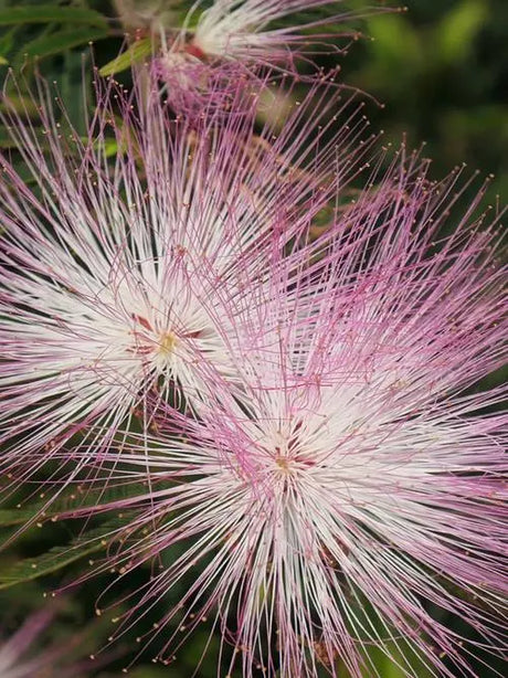 Albizia julibrissin for calming the nerves