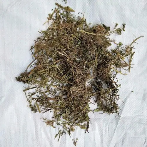 Herbs for promoting diuresis expelling dampness·Pearl Grass