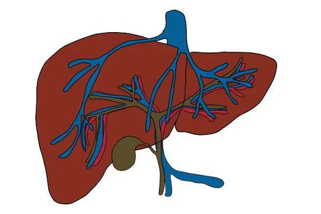 China Taiwan's first liver cancer surgery survival rate exceeds 70%