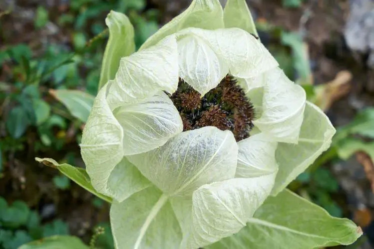Rheumatism-dispelling medicine for strengthening muscles and bones: snow lotus