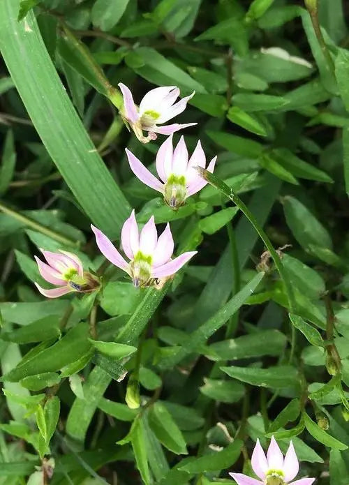 Heat-clearing and detoxifying medicine Lobelia